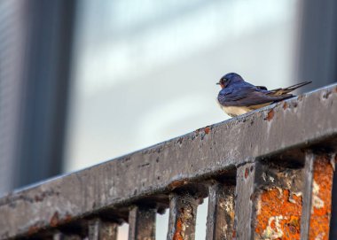 Kırlangıç (Hirundo rustica), Dublin, İrlanda 'da yakalanan göçmen bir kuş..