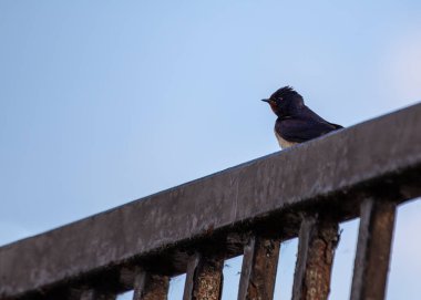 Kırlangıç (Hirundo rustica), Dublin, İrlanda 'da yakalanan göçmen bir kuş..