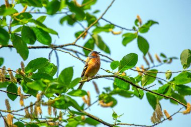 Charming Chaffinch (Fringilla coelebs) İrlanda 'nın doğal güzelliği Dublin' de bulunur..