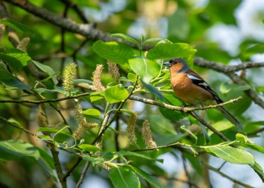 Charming Chaffinch (Fringilla coelebs) İrlanda 'nın doğal güzelliği Dublin' de bulunur..