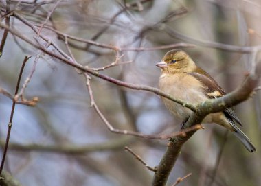 Charming Chaffinch (Fringilla coelebs) İrlanda 'nın doğal güzelliği Dublin' de bulunur..