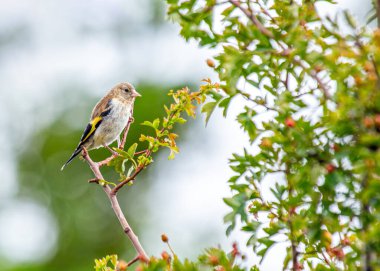 Dublin, İrlanda 'dan canlı ispinoz (Carduelis carduelis) doğal ihtişamını sergiliyor..