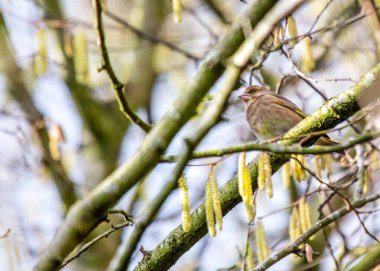 Bir Dublin sakini olan Greenfinch (Chloris Chloris), İrlanda 'nın başkentinin doğal güzelliğinde yakalanır..