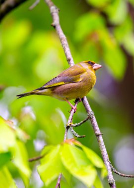 Bir Dublin sakini olan Greenfinch (Chloris Chloris), İrlanda 'nın başkentinin doğal güzelliğinde yakalanır..