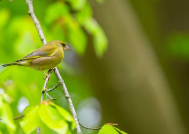 Bir Dublin sakini olan Greenfinch (Chloris Chloris), İrlanda 'nın başkentinin doğal güzelliğinde yakalanır..