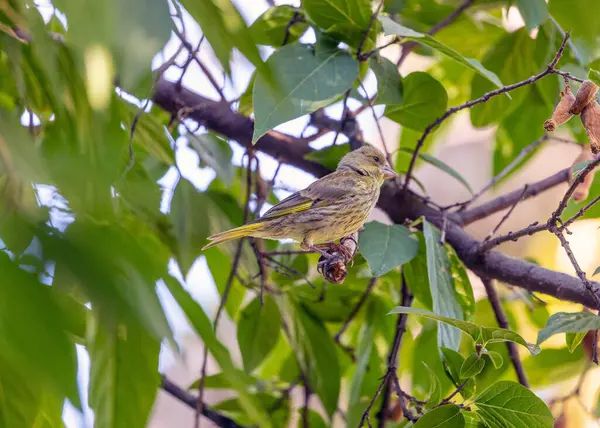 stock image The Greenfinch (Chloris chloris), a Dublin resident, captured in the natural beauty of Ireland's capital.