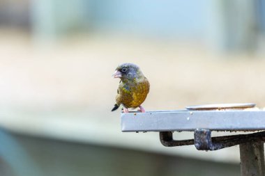 Grili ispinoz (Chloris sinica), Asya 'nın her yerinde ağaçlık ve bahçelerde yaygın olarak görülen büyüleyici bir kuş..