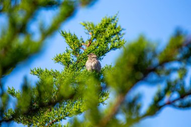 Finch Hanedanı (Haemorhous mexicanus), Kuzey Amerika 'da yaygın olarak görülen küçük bir kuş..