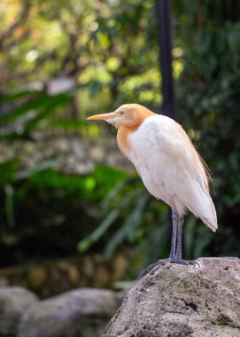 Akbalıkçıl, uzun, ince bir boynu ve gagası olan küçük, beyaz bir kuş türüdür. Dünyanın dört bir yanındaki tropikal ve subtropikal bölgelerde bulunur ve sık sık böceklerle ve diğer küçük hayvanlarla beslendiği sığır sürülerini takip ettiği görülmektedir..