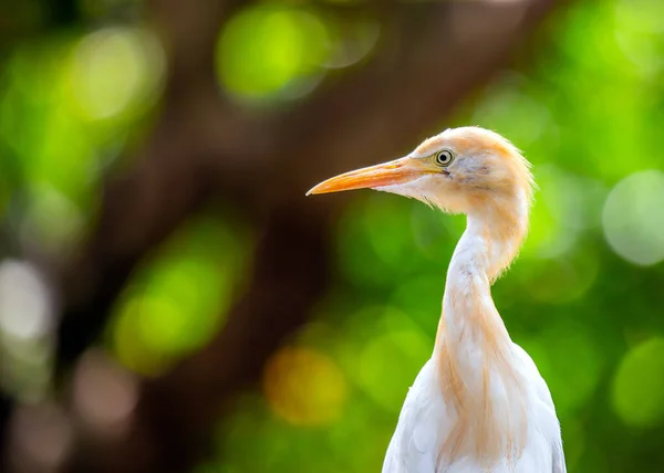 The cattle egret is a small, white wading bird with a long, slender neck and bill. It is found in tropical and subtropical regions around the world, and is often seen following herds of cattle, where it feeds on insects and other small animals.