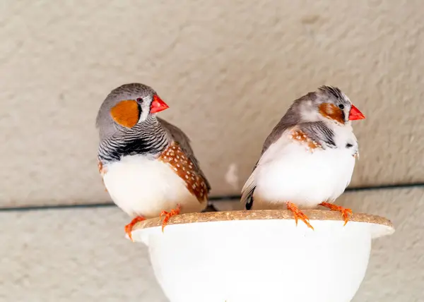 The zebra finch is a small, colorful songbird with a zebra-like pattern on its back. It is native to Australia, but has been introduced to many other parts of the world. Zebra finches are popular as pets and cage birds.