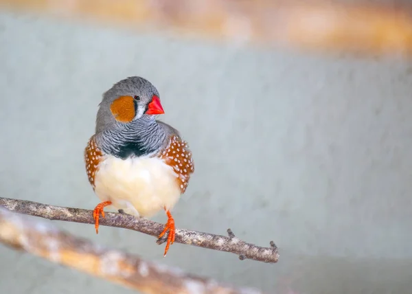 The zebra finch is a small, colorful songbird with a zebra-like pattern on its back. It is native to Australia, but has been introduced to many other parts of the world. Zebra finches are popular as pets and cage birds.