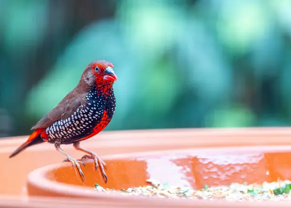 彩绘雀是一种原产于澳大利亚的五彩斑斓的小鸟 它以鲜红的胸部和黑白相间的头部标记而闻名 彩绘雀作为笼中的鸟很受欢迎 在世界的一些地方也很常见 图库图片