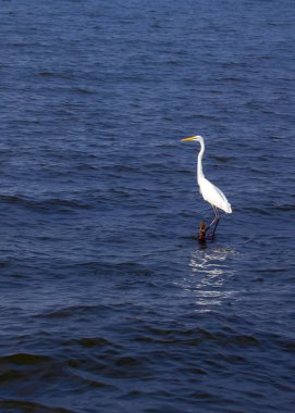 Büyük balıkçıl, Antarktika dışındaki tüm kıtalarda bulunan büyük, beyaz bir kuş türüdür. Uzun, ince boynu ve gagasıyla ve zarif hareketleriyle tanınır. Büyük balıkçıllar yalnız kuşlardır ve sık sık sığ sularda beslenirler. 