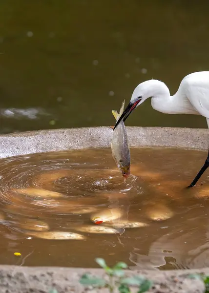 The little egret is a small, white wading bird with a long, slender neck and bill. It is found in tropical and subtropical regions around the world, but has recently expanded its range to include Ireland. Little egrets are solitary birds and are ofte