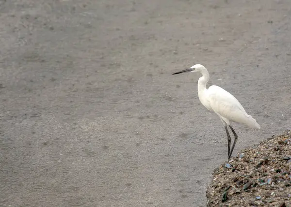 The little egret is a small, white wading bird with a long, slender neck and bill. It is found in tropical and subtropical regions around the world, but has recently expanded its range to include Ireland. Little egrets are solitary birds and are ofte