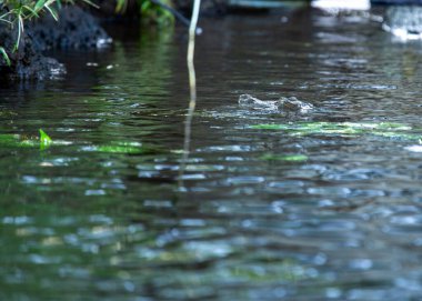 Ganj timsahı, Hindistan 'ın altkıtasına özgü kritik tehlike altındaki bir timsah türü. Balık yakalamak için kullanılan uzun, ince burnu ile tanınır. Gharial 'lar uç yırtıcılardır ve ekosistemlerinde önemli bir rol oynarlar..