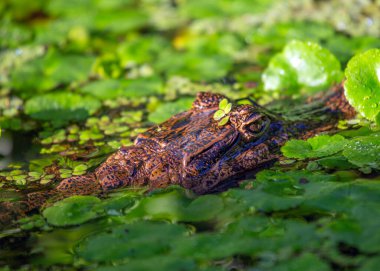 Gözlüklü kayman, Orta ve Güney Amerika 'ya özgü orta büyüklükte bir timsahtır. Gözlerinin arasındaki muhteşem şekilli sırtı ile tanınır. Gözlüklü kaymanlar uç yırtıcılardır ve ekosistemlerinde önemli bir rol oynarlar.. 