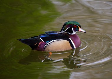 Kuzey Amerika 'nın en renkli su kuşu olan ahşap ördek (Aix sponsa), ağaçlardaki oyuklarda yuva yapan bir ördektir..