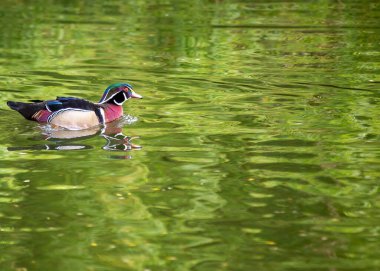 Kuzey Amerika 'nın en renkli su kuşu olan ahşap ördek (Aix sponsa), ağaçlardaki oyuklarda yuva yapan bir ördektir..
