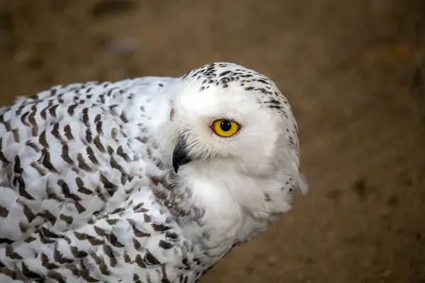 A majestic and iconic Arctic owl, the snowy owl (Bubo scandiacus) is known for its white plumage and yellow eyes.