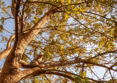 Doğu gri sincap, Kuzey Amerika 'nın doğusunda bulunan bir ağaç sincabı. Kuzey Amerika 'daki en yaygın sincap türüdür ve gri kürkü ve tüylü kuyruğuyla tanınır. Doğu gri sincaplar hepçildir ve beslenme şekilleri farklıdır.