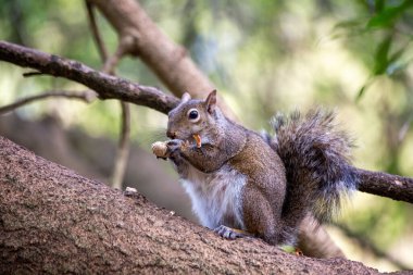 The western gray squirrel is a tree squirrel native to the western United States and Canada. It is known for its gray fur with a white belly and a bushy tail. Western gray squirrels are omnivores and their diet consists of a variety of nuts, seeds, f clipart