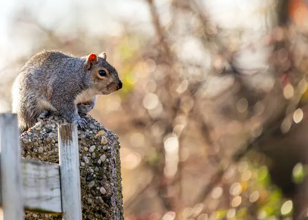 The eastern gray squirrel is a tree squirrel native to eastern North America. It is the most common squirrel species in North America and is known for its gray fur and bushy tail. Eastern gray squirrels are omnivores and their diet consists of a vari