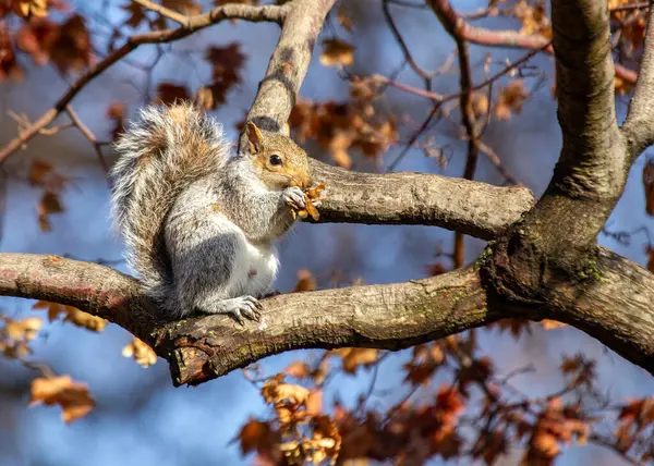stock image The eastern gray squirrel is a tree squirrel native to eastern North America. It is the most common squirrel species in North America and is known for its gray fur and bushy tail. Eastern gray squirrels are omnivores and their diet consists of a vari