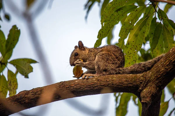 The variegated squirrel is a tree squirrel native to Central and South America. It is known for its distinctive coat of variegated fur, which can range in color from brown to black to white. Variegated squirrels are omnivores and their diet consists