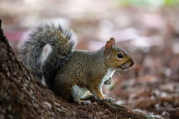 The western gray squirrel is a tree squirrel native to the western United States and Canada. It is known for its gray fur with a white belly and a bushy tail. Western gray squirrels are omnivores and their diet consists of a variety of nuts, seeds, f
