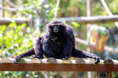 Çevik şebeke, Güneydoğu Asya 'nın yağmur ormanlarına özgü küçük bir maymundur. Akrobatik yetenekleri ve saatte 60 kilometre hızla ağaçların arasında sallanma yeteneği ile bilinir. Çevik jibonlar sosyal hayvanlardır ve grup halinde yaşarlar.