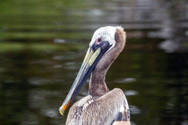 Kahverengi pelikan, dünyanın kıyı bölgelerinde bulunan büyük bir su kuşudur. Büyük boyutu, uzun gagası ve boğazı ile tanınır. Kahverengi pelikanlar yetenekli balıkçılardır ve 1.80 'e kadar balık yakalayabilirler. Onlar da sosyal kuşlar.
