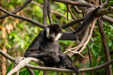 Kuzey beyaz yanaklı jibon, Güneydoğu Asya 'nın yağmur ormanlarına özgü küçük bir maymundur. Siyah kürkü, beyaz yanakları ve uzun kuyruğuyla tanınır. Kuzey beyaz yanaklı jibonlar sosyal hayvanlardır ve 15 'e kadar bireylik gruplar halinde yaşarlar. Th