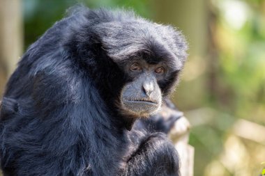 Siamang gibbon, Güneydoğu Asya 'nın yağmur ormanlarına özgü en büyük gibbon türüdür. Siyah kürkü, uzun kolları ve bacakları ve uzun kuyruğuyla tanınır. Siamang jigonları sosyal hayvanlardır ve 20 'ye kadar bireyden oluşan gruplar halinde yaşarlar. Onlar...