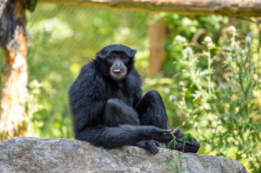 Siamang gibbon, Güneydoğu Asya 'nın yağmur ormanlarına özgü en büyük gibbon türüdür. Siyah kürkü, uzun kolları ve bacakları ve uzun kuyruğuyla tanınır. Siamang jigonları sosyal hayvanlardır ve 20 'ye kadar bireyden oluşan gruplar halinde yaşarlar. Onlar...