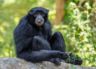 Siamang gibbon, Güneydoğu Asya 'nın yağmur ormanlarına özgü en büyük gibbon türüdür. Siyah kürkü, uzun kolları ve bacakları ve uzun kuyruğuyla tanınır. Siamang jigonları sosyal hayvanlardır ve 20 'ye kadar bireyden oluşan gruplar halinde yaşarlar. Onlar...