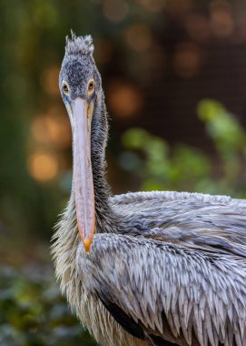 Benekli pelikan Güney Asya 'ya özgü orta büyüklükte bir pelikandır. Soluk tüyleri, gri tacı ve benekli gagasıyla tanınır. Benekli pelikanlar sosyal kuşlardır ve yüzlerce bireyden oluşan sürüler halinde yaşarlar. Şey...