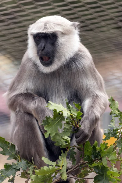 The Hanuman langur monkey is a medium-sized monkey native to the Indian subcontinent. It is known for its gray fur, black face, and long tail. Hanuman langurs are social animals and live in groups of up to 30 individuals. They are also known for thei