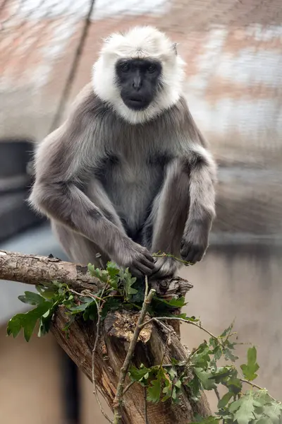 The Hanuman langur monkey is a medium-sized monkey native to the Indian subcontinent. It is known for its gray fur, black face, and long tail. Hanuman langurs are social animals and live in groups of up to 30 individuals. They are also known for thei