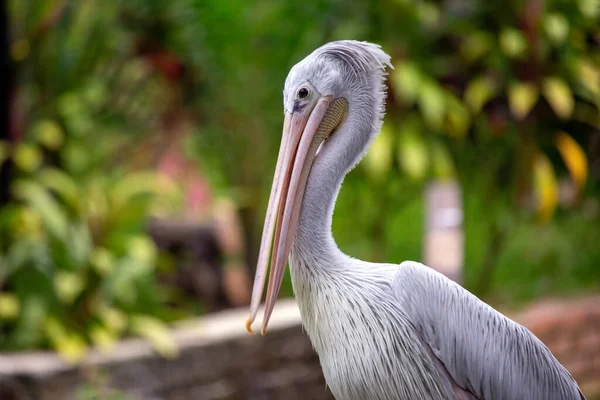 The pink-backed pelican is a large pelican native to the freshwater wetlands of Africa. It is known for its pink back, white belly, and long bill. Pink-backed pelicans are social birds and live in flocks of up to several hundred individuals. They are