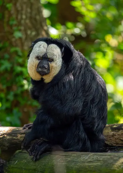 The white-faced saki is a medium-sized monkey native to the rainforests of South America. It is known for its white face, black fur, and long tail. White-faced sakis are social animals and live in groups of up to 15 individuals. They are also known f