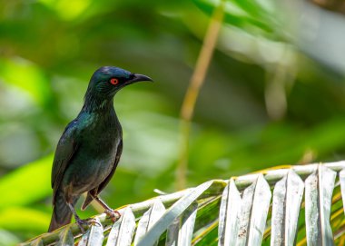 Asyalı parlak sığırcık, Güneydoğu Asya 'da bulunan orta büyüklükte bir sığırcıktır. Parlak siyah tüyleri, yanardöner mor kanatları, sarı gagası ve bacaklarıyla tanınır. Asyalı parlak sığırcıklar hepçildir ve beslenme şekilleri çok çeşitlidir.