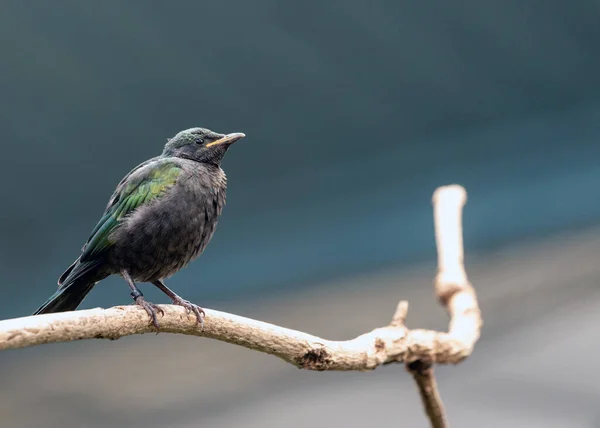 The emerald starling is a small starling found in West Africa. It is known for its iridescent emerald green and purple feathers. Emerald starlings are social birds and live in flocks of up to 20 individuals. They are omnivores and their diet consists