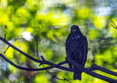 Avrupa sığırcığı sığırcık familyasından orta büyüklükte bir sığırcık kuşudur. Parlak siyah tüyleriyle, parlak yeşil ve mor yansımalarıyla tanınır. Avrupalı sığırcıklar sosyal kuşlardır ve özellikle göçmenler sırasında büyük sürüler halinde yaşarlar.