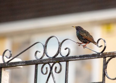 Avrupa sığırcığı sığırcık familyasından orta büyüklükte bir sığırcık kuşudur. Parlak siyah tüyleriyle, parlak yeşil ve mor yansımalarıyla tanınır. Avrupalı sığırcıklar sosyal kuşlardır ve özellikle göçmenler sırasında büyük sürüler halinde yaşarlar.