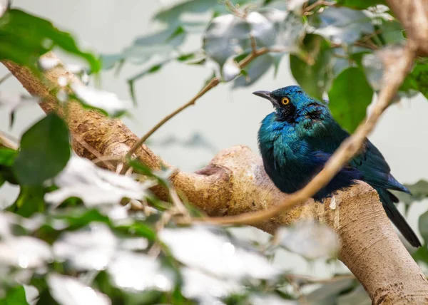 The greater blue-eared starling is a medium-sized starling found in Africa. It is known for its glossy blue-green plumage, black ear-patches, and contrasting royal blue to violet flanks and belly. Greater blue-eared starlings are social birds and liv