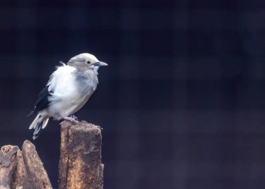 Beyaz omuzlu sığırcık, Güneydoğu Asya 'da bulunan orta büyüklükte bir kuştur. Genellikle gri renkli ve omuzlarında büyük beyaz bir yama bulunan tüyleriyle tanınır. Beyaz omuzlu sığırcıklar sosyal kuşlardır ve sürüler halinde yaşarlar.