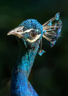 Güney Asya 'ya özgü görkemli Hint Peafock (tavus kuşu), büyüleyici tüyleri ve ayrıntılı kur gösterileriyle ünlüdür..