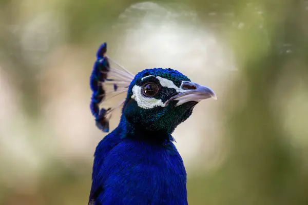 stock image Majestic Indian peafowl (peacock), native to South Asia, renowned for its stunning plumage and elaborate courtship displays.